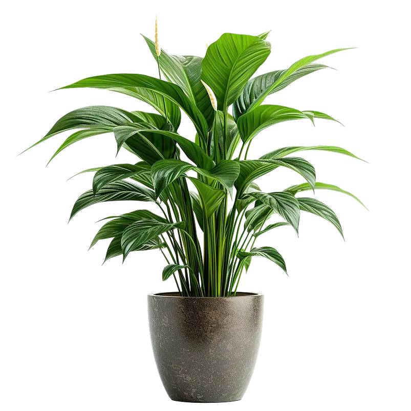 Обратный звонок