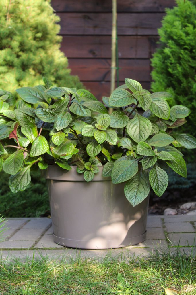 Горшок для цветов "Фикус" 20